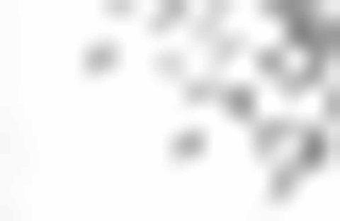 Shadow Of Leaves III