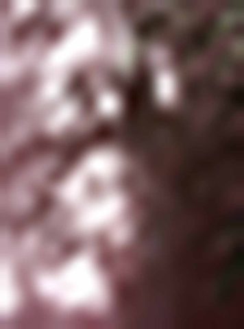 No Division Of Joy III