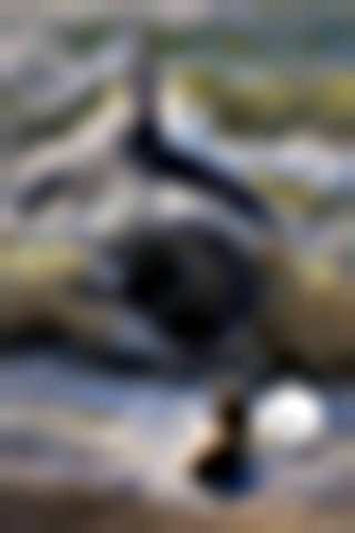 What Would Life Be Without Risk